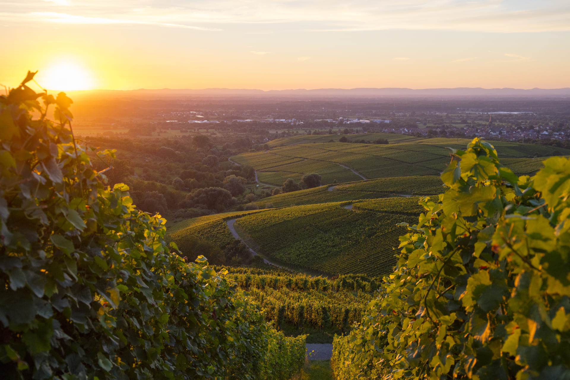 Sonnenuntergang über den Weinbergen des Ortenauer Reblands